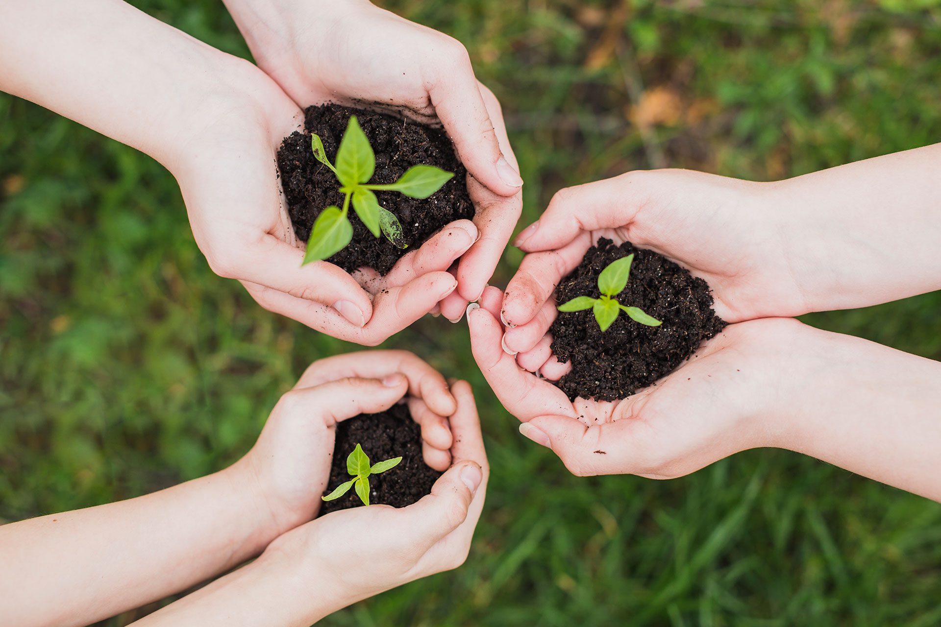 Tree Planting Contest